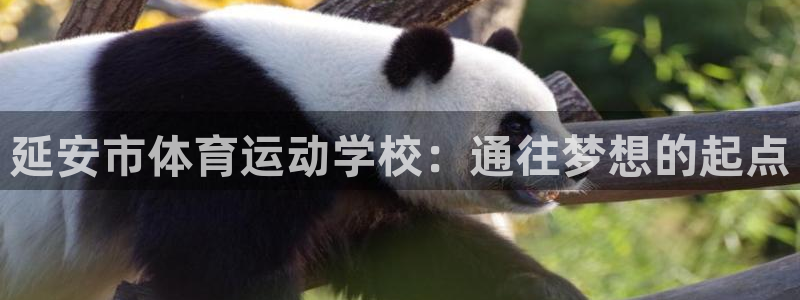 杏悦招商地址：延安市体育运动学校：通往梦想的起点