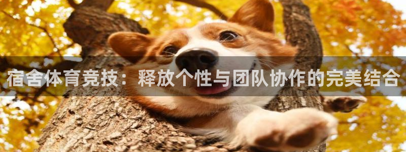 杏悦体育免费注册入口：宿舍体育竞技：释放个性与团队协作的完美结合