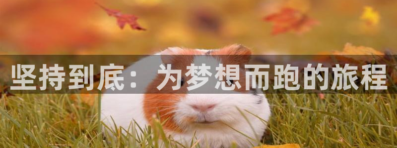 杏悦注册官网：坚持到底：为梦想而跑的旅程